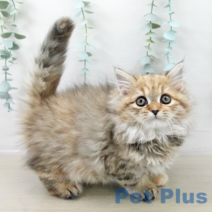 スコティッシュフォールドの写真2