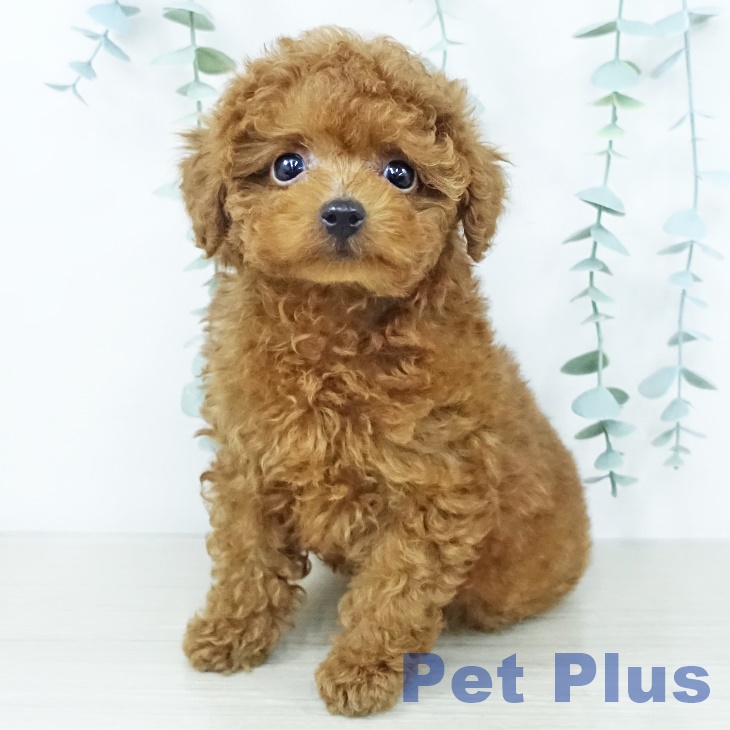 埼玉県のトイプードル(トイ) (ペッツワン 吉川美南店/2025年10月3日生まれ/男の子/レッド)の子犬の1枚目の画像