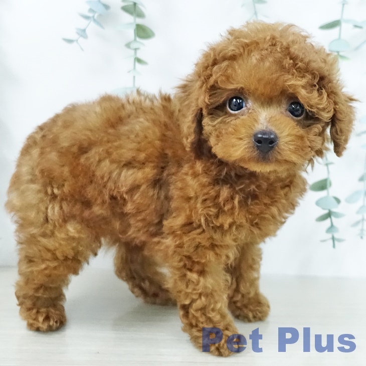 埼玉県のトイプードル(トイ) (ペッツワン 吉川美南店/2025年10月3日生まれ/男の子/レッド)の子犬の2枚目の画像