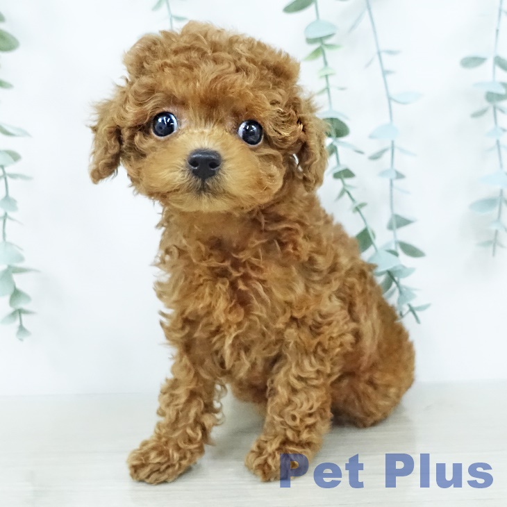 埼玉県のトイプードル(トイ) (ペッツワン 吉川美南店/2025年10月3日生まれ/女の子/レッド)の子犬の1枚目の画像