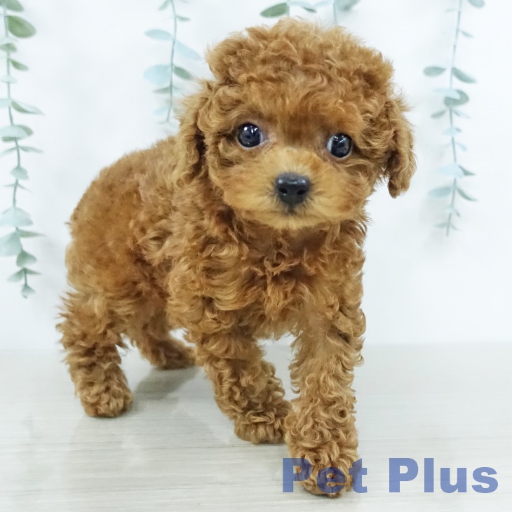 埼玉県のトイプードル(トイ) (ペッツワン 吉川美南店/2025年10月3日生まれ/女の子/レッド)の子犬の2枚目の画像