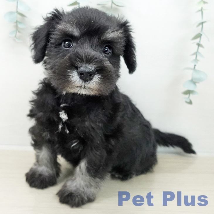 ミニチュア・シュナウザー