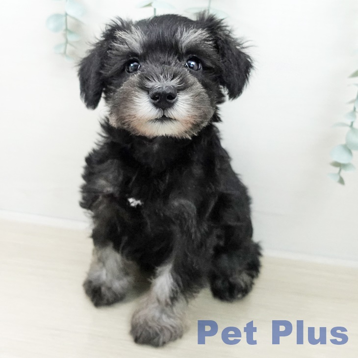 ミニチュア・シュナウザー