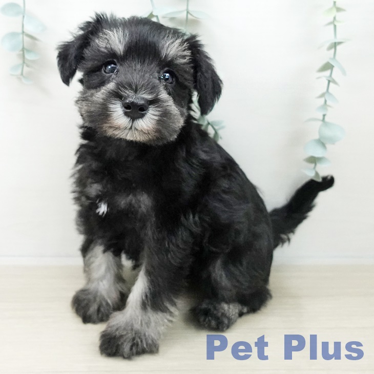 東京都のミニチュアシュナウザー (ペットプラス むさし村山店/2025年10月5日生まれ/女の子/ブラックシルバー)の子犬の1枚目の画像