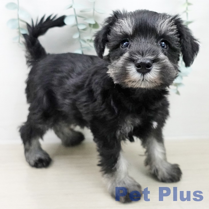 東京都のミニチュアシュナウザー (ペットプラス むさし村山店/2025年10月5日生まれ/女の子/ブラックシルバー)の子犬の2枚目の画像