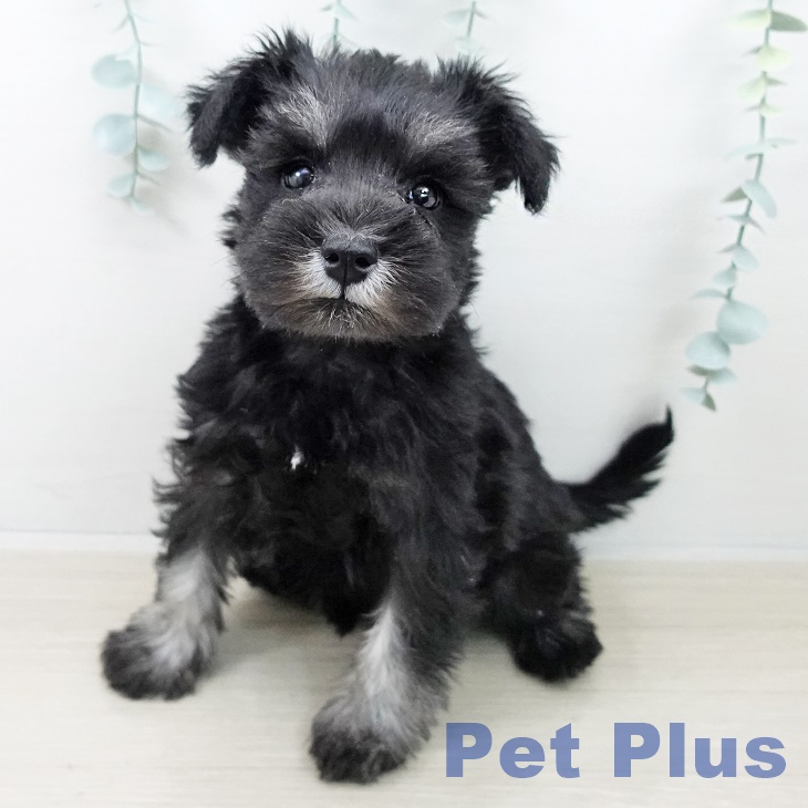 ミニチュア・シュナウザー