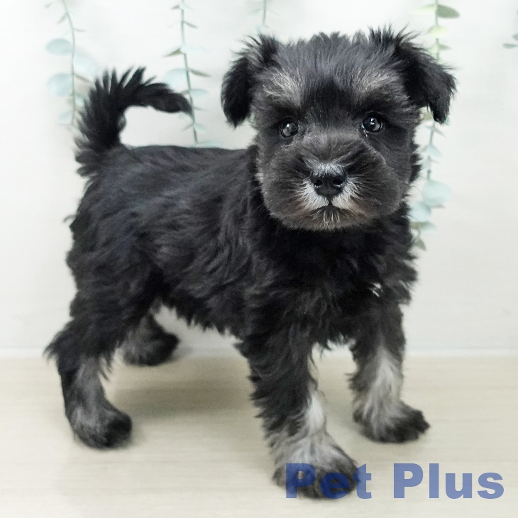 埼玉県のミニチュアシュナウザー (ペッツワン 吉川美南店/2025年10月5日生まれ/女の子/ブラックシルバー)の子犬の2枚目の画像