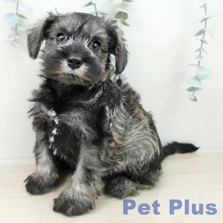 東京都のミニチュアシュナウザー (ペットプラス 東久留米店/2025年10月5日生まれ/女の子/ソルトペッパー)の子犬の1枚目の画像