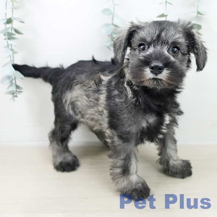 東京都のミニチュアシュナウザー (ペットプラス 東久留米店/2025年10月5日生まれ/女の子/ソルトペッパー)の子犬の2枚目の画像