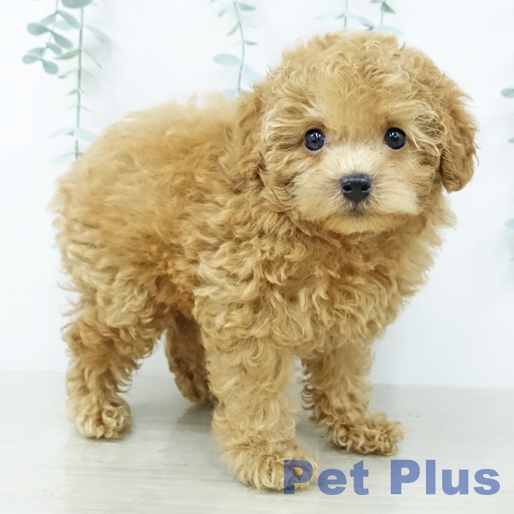 トイ・プードル