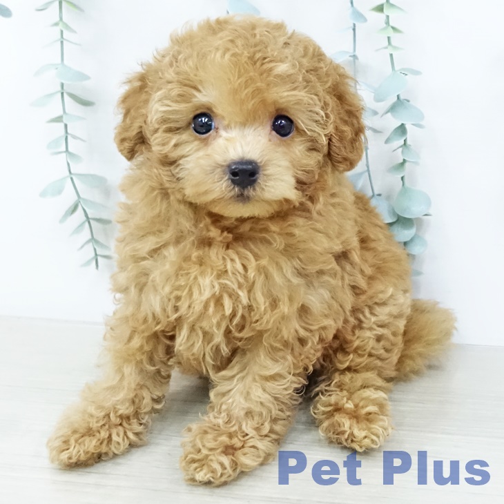 トイ・プードル