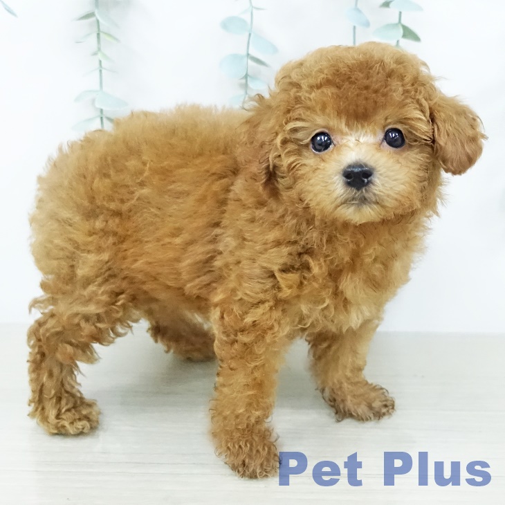 トイ・プードル