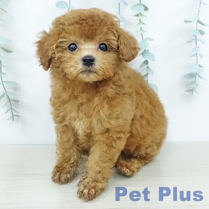 トイ・プードル