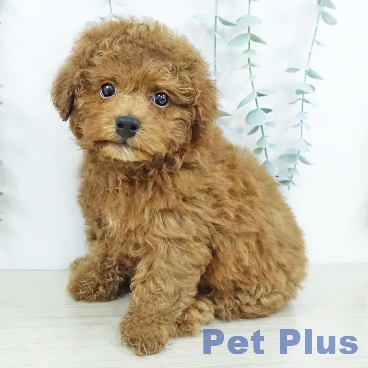 トイ・プードル