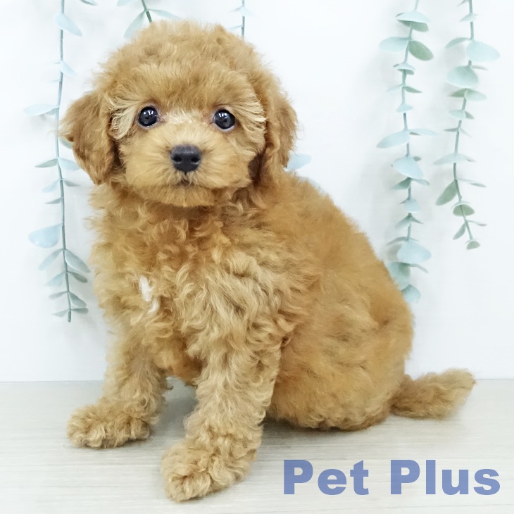 トイ・プードル