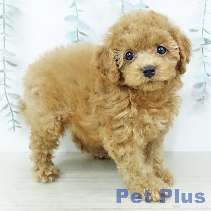 トイ・プードル