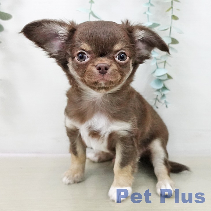 岩手県のチワワ(ロング) (ペットプラス 盛岡南店/2025年9月20日生まれ/男の子/チョコレートタンホワイト)の子犬の1枚目の画像