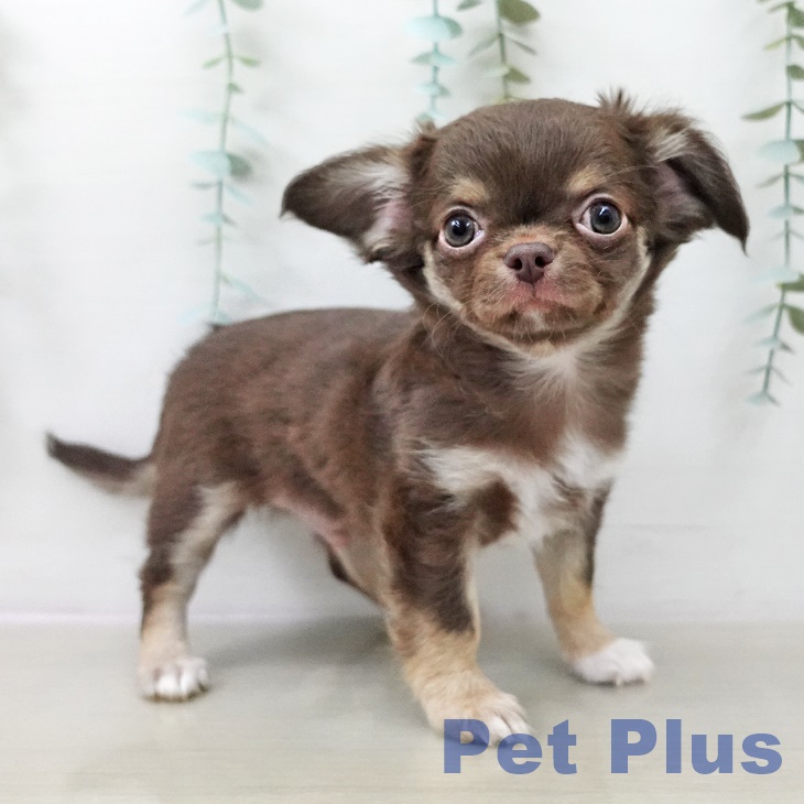 岩手県のチワワ(ロング) (ペットプラス 盛岡南店/2025年9月20日生まれ/男の子/チョコレートタンホワイト)の子犬の2枚目の画像