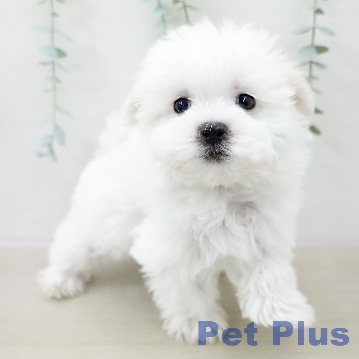 東京都のマルチーズ (ペッツワン 青梅インター店/2025年9月29日生まれ/男の子/ホワイト)の子犬の1枚目の画像