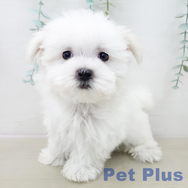 東京都のマルチーズ (ペッツワン 青梅インター店/2025年9月29日生まれ/男の子/ホワイト)の子犬の2枚目の画像