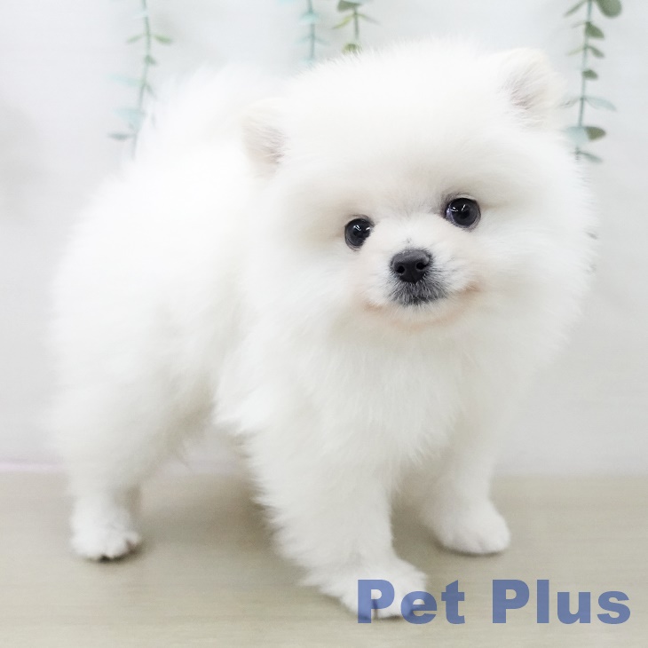 埼玉県のポメラニアン (ペッツワン 吉川美南店/2025年10月1日生まれ/男の子/ホワイトクリーム)の子犬の1枚目の画像
