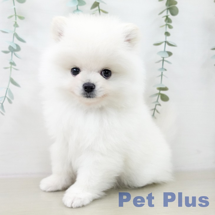 埼玉県のポメラニアン (ペッツワン 吉川美南店/2025年10月1日生まれ/男の子/ホワイトクリーム)の子犬の2枚目の画像
