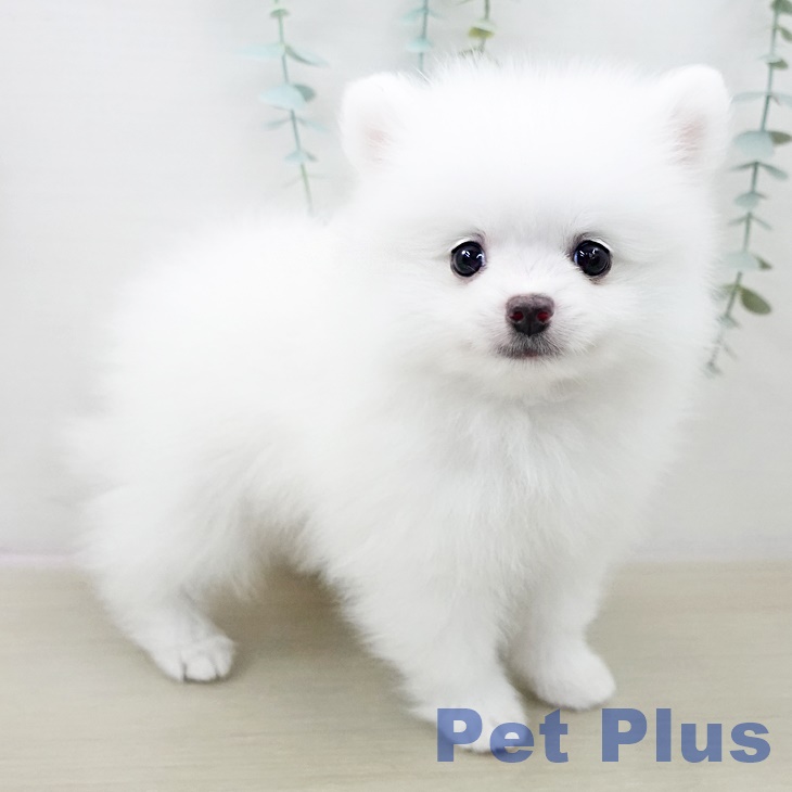 ポメラニアンの写真2