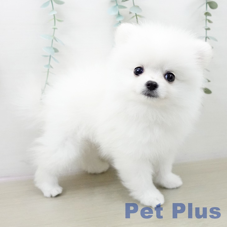 ポメラニアンの写真2