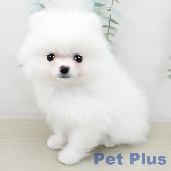 ポメラニアンの写真2