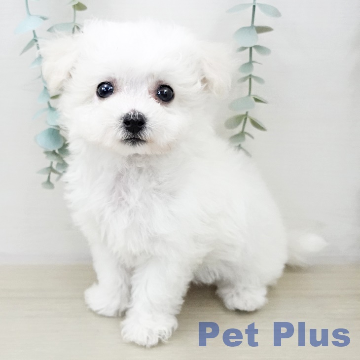 千葉県のビションフリーゼ (ペットプラス 幕張新都心店/2025年10月2日生まれ/男の子/ホワイト)の子犬