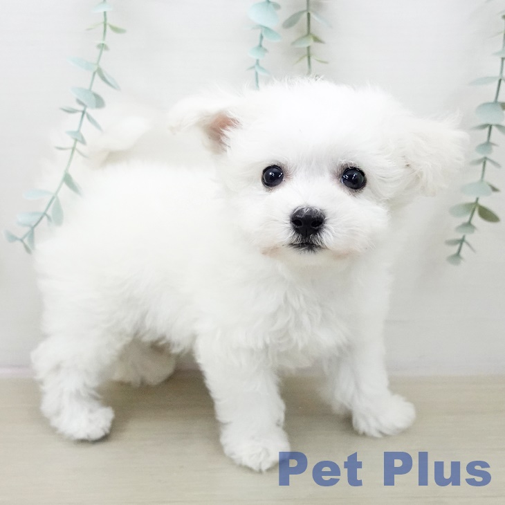 埼玉県のビションフリーゼ (ペットプラス 浦和美園店/2025年10月2日生まれ/男の子/ホワイト)の子犬の2枚目の画像