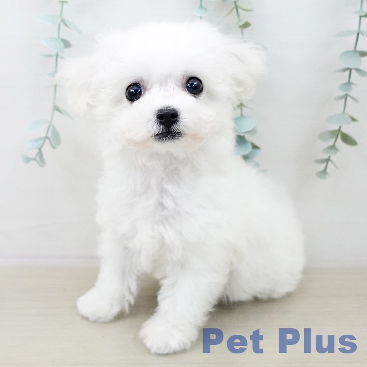 ビション・フリーゼ