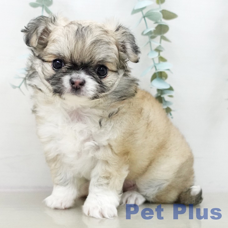 千葉県のチワワ(ロング) (ペットプラス 幕張新都心店/2025年9月30日生まれ/女の子/フォーンホワイト)の子犬の1枚目の画像