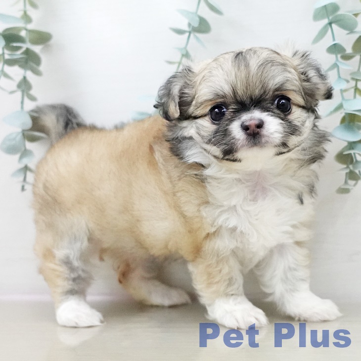 千葉県のチワワ(ロング) (ペットプラス 幕張新都心店/2025年9月30日生まれ/女の子/フォーンホワイト)の子犬の2枚目の画像