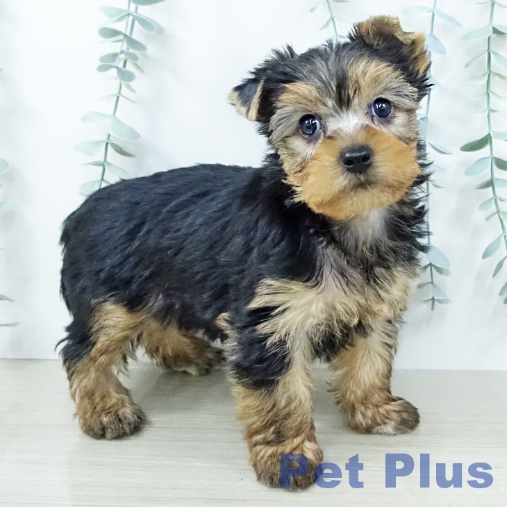 岩手県のヨークシャーテリア (ペットプラス 盛岡南店/2025年10月5日生まれ/男の子/スチールブルータン)の子犬の2枚目の画像