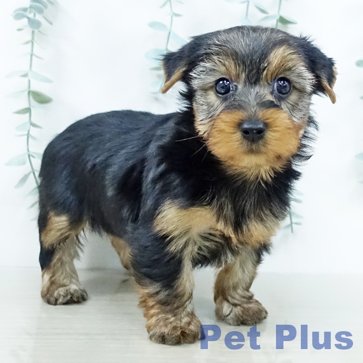 ヨークシャー・テリア