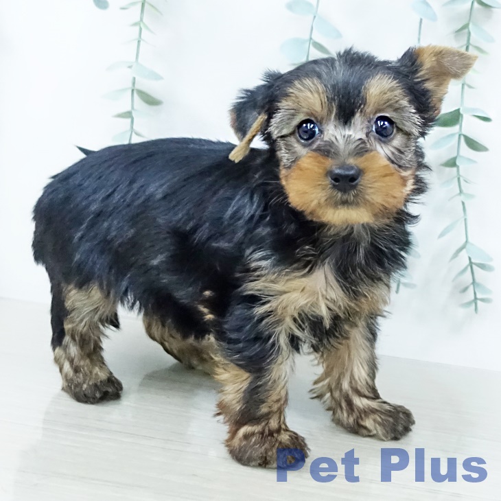 ヨークシャー・テリア