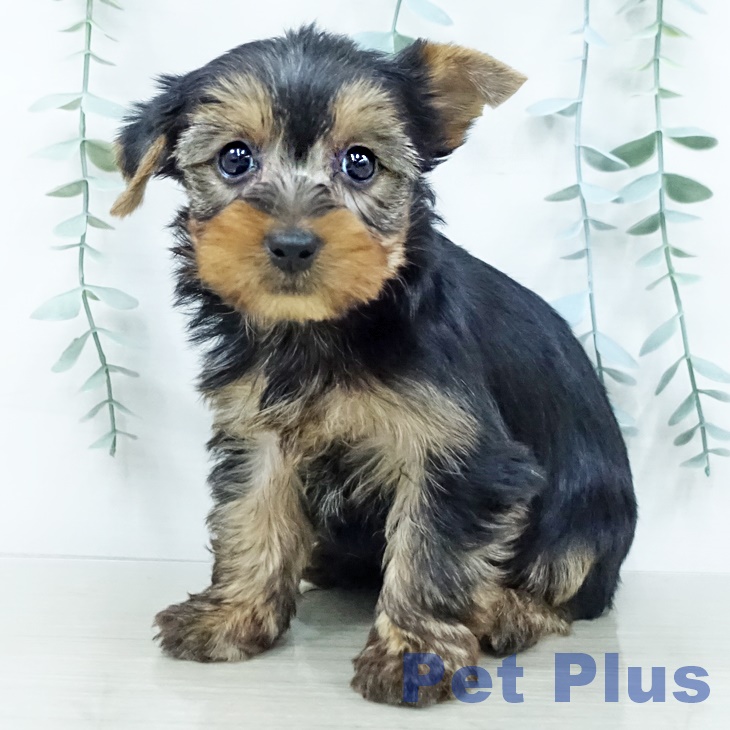 ヨークシャー・テリア