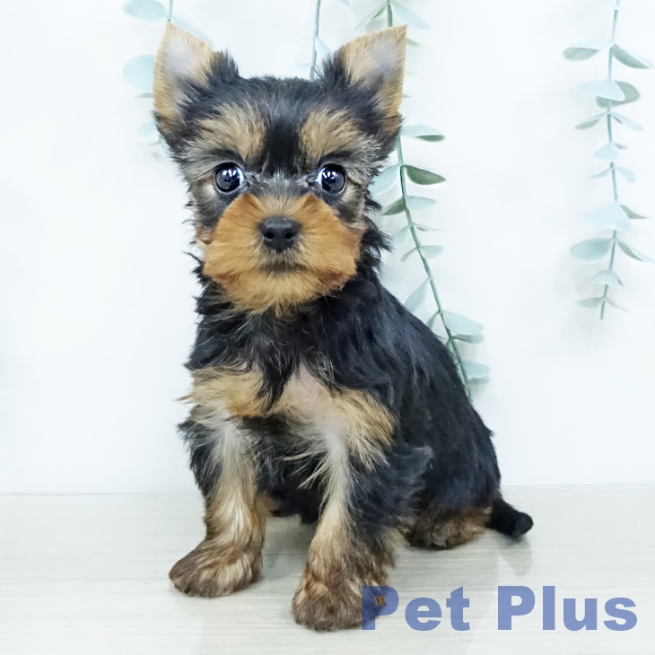 ヨークシャー・テリア