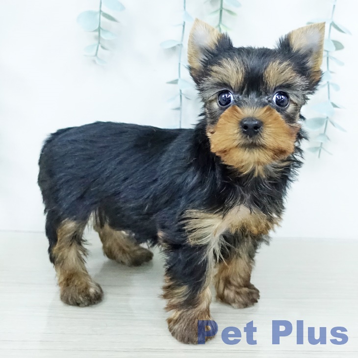 ヨークシャー・テリア