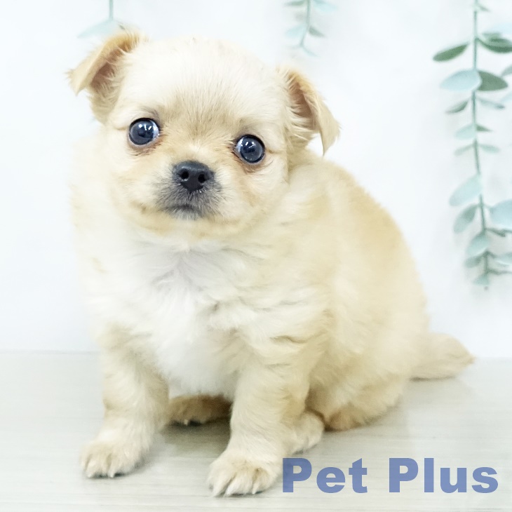 埼玉県のチワワ(ロング) (ペットプラス ららぽーと新三郷店/2025年10月5日生まれ/男の子/クリームホワイト)の子犬の1枚目の画像