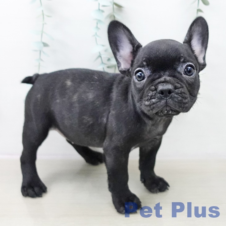 フレンチ・ブルドッグ