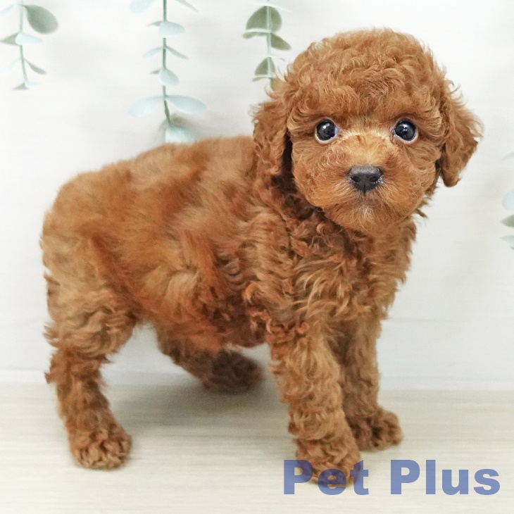 東京都のトイプードル(トイ) (ペットプラス アクアシティお台場店/2025年10月5日生まれ/男の子/レッド)の子犬の2枚目の画像