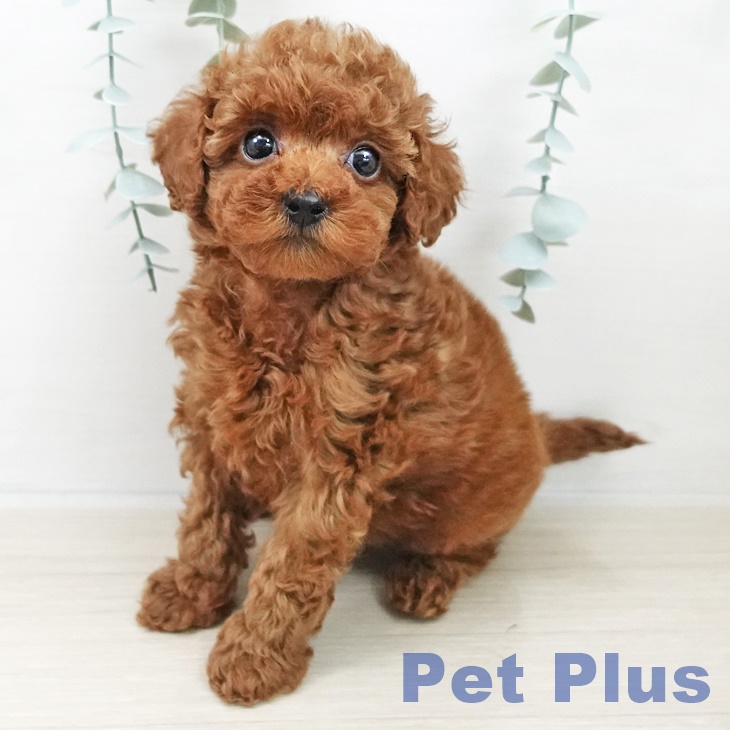 トイ・プードル