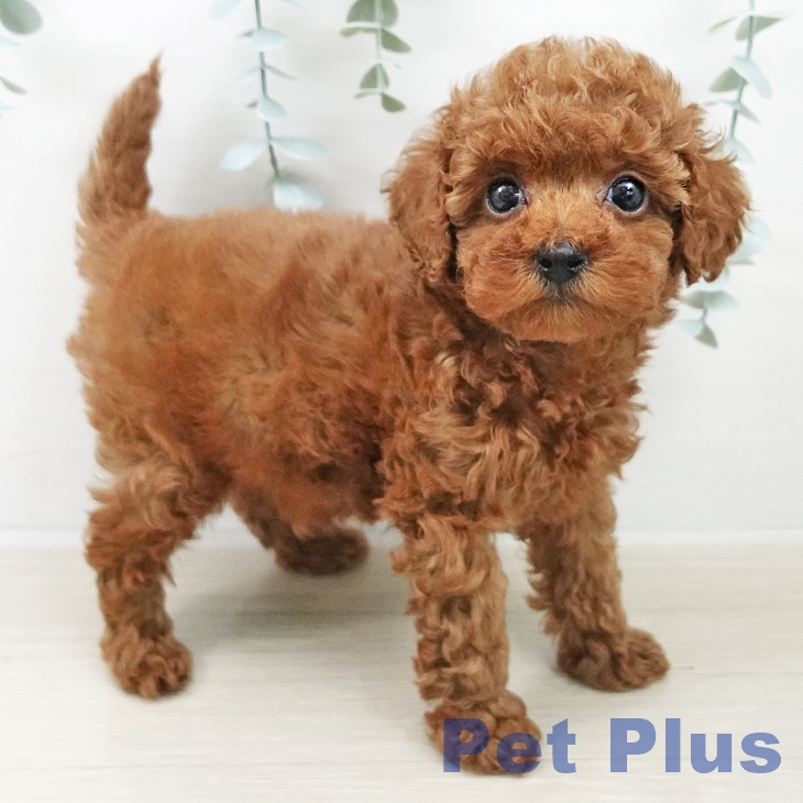 トイ・プードル