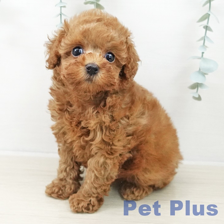 東京都のトイプードル(トイ) (ペットプラス アクアシティお台場店/2025年10月5日生まれ/女の子/レッド)の子犬