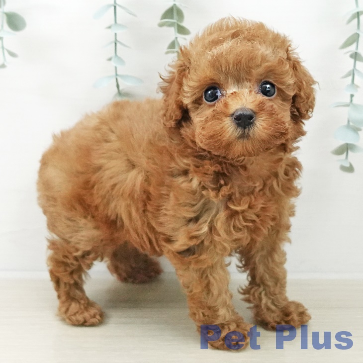 トイ・プードル