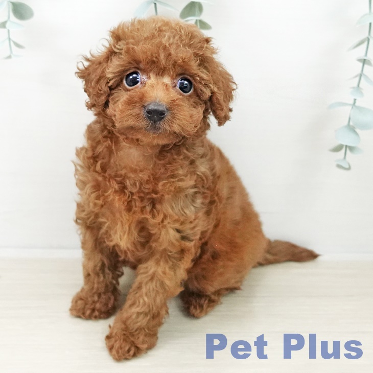 トイ・プードル