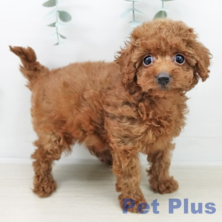 トイ・プードル