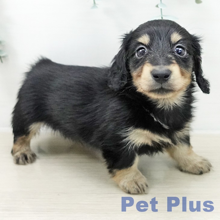 カニーンヘン・ダックスフンド